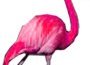 Salon Oasis Flamingo