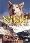 Nikki - Wild Dog of the North
