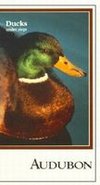 Audubon Video: Ducks Under Siege