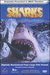 Search for the Great Sharks