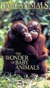 Baby Animals: The Wonder of Baby Animals