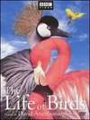 The Life of Birds: The Mystery of Flight