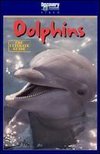 The Ultimate Guide: Dolphins